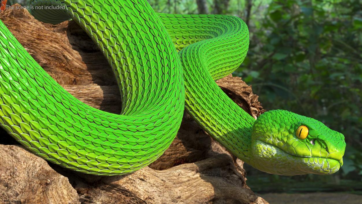 3D model Viper Green Trimeresurus Rigged for Maya