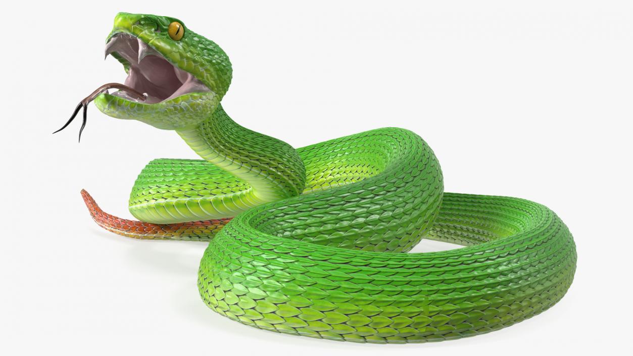 3D model Viper Green Trimeresurus Rigged for Maya