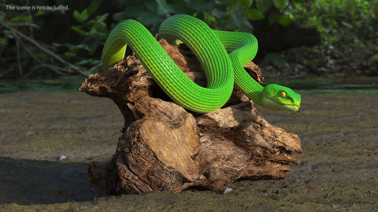 3D model Viper Green Trimeresurus Rigged for Maya