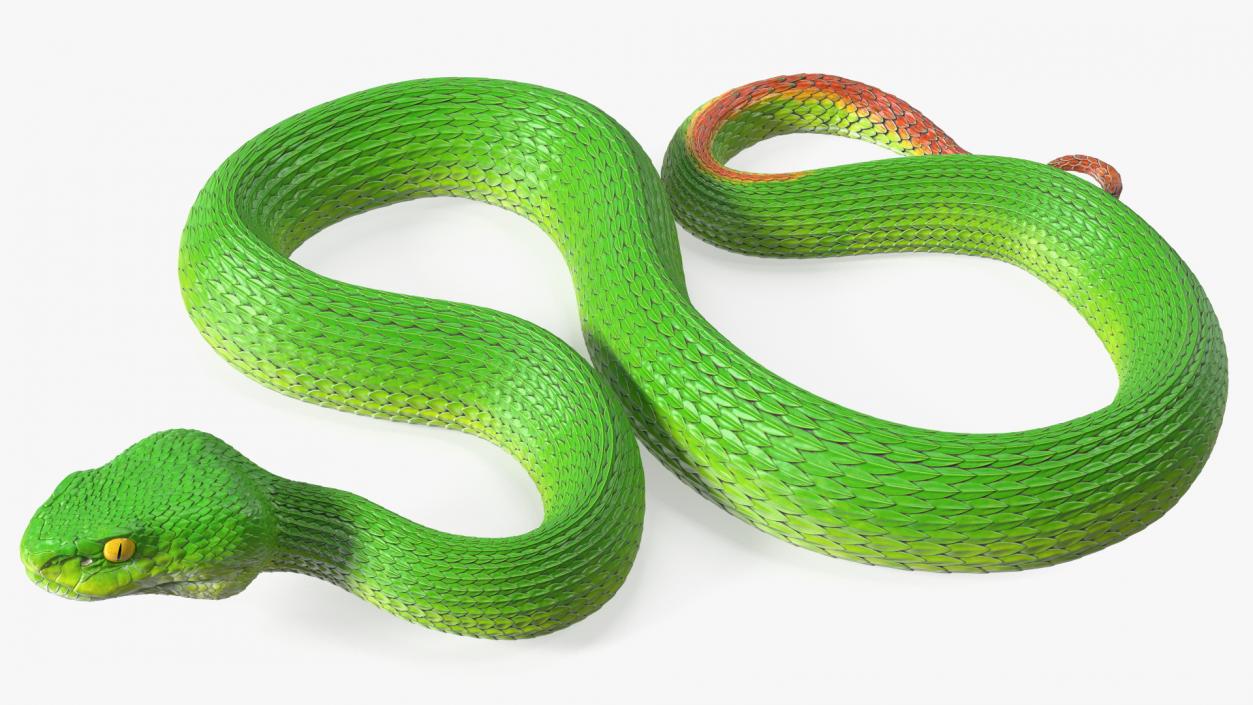 3D model Viper Green Trimeresurus Rigged for Maya