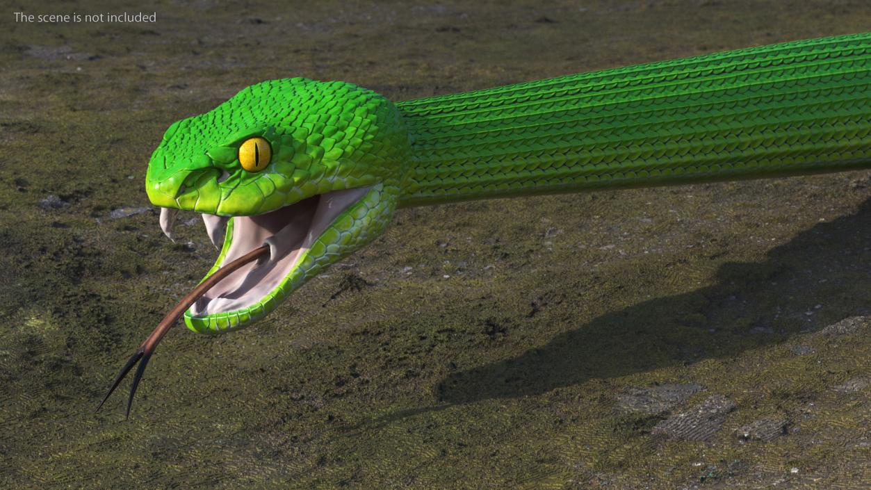 3D model Viper Green Trimeresurus Rigged for Maya