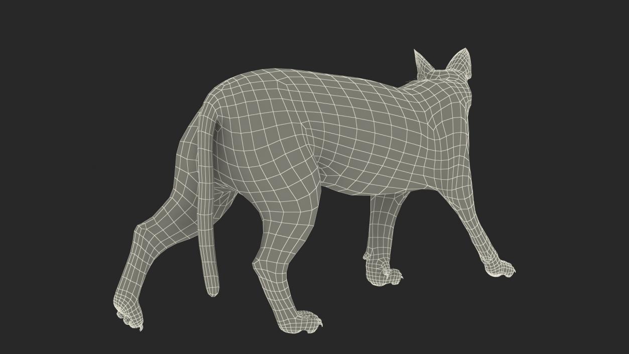 3D Caracal Cat Walking Pose Fur model