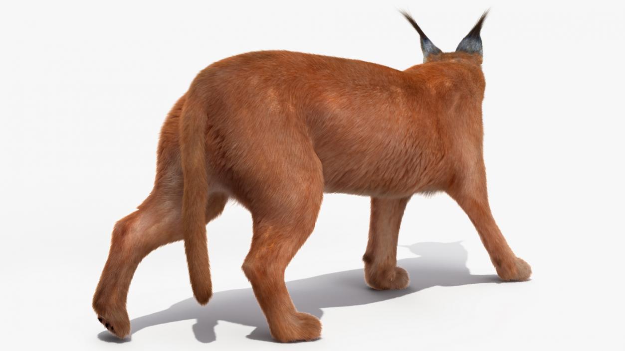 3D Caracal Cat Walking Pose Fur model