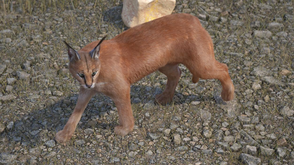 3D Caracal Cat Walking Pose Fur model