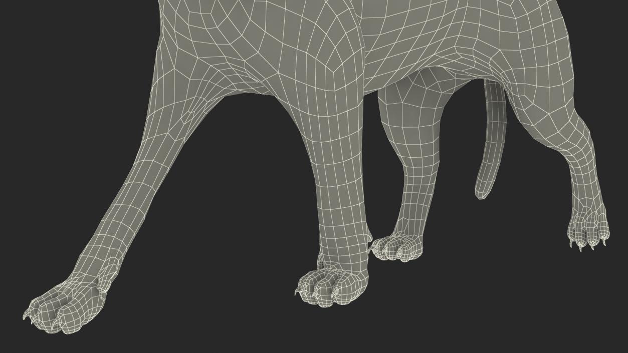 3D Caracal Cat Walking Pose Fur model