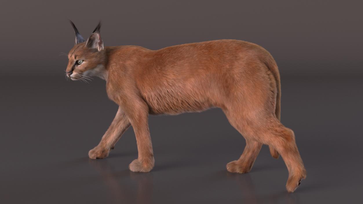 3D Caracal Cat Walking Pose Fur model