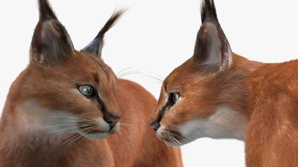 3D Caracal Cat Walking Pose Fur model