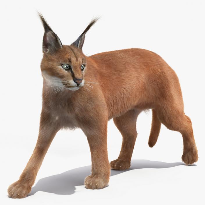 3D Caracal Cat Walking Pose Fur model