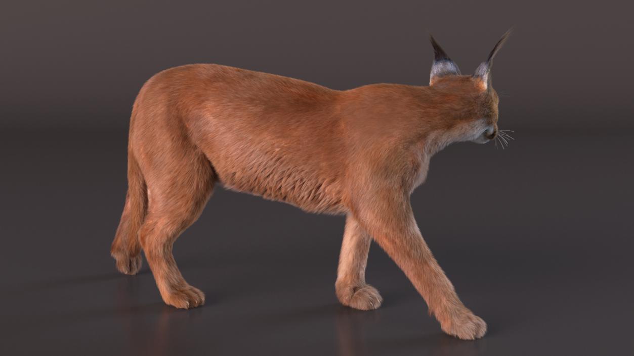 3D Caracal Cat Walking Pose Fur model