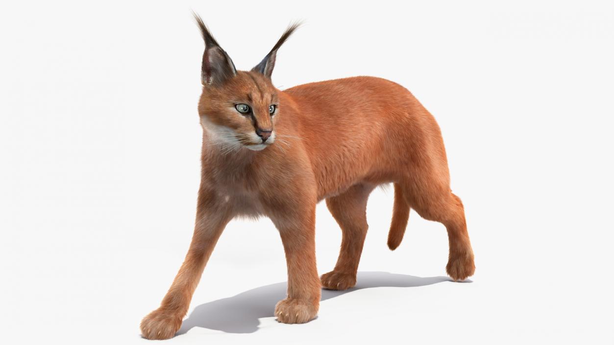 3D Caracal Cat Walking Pose Fur model