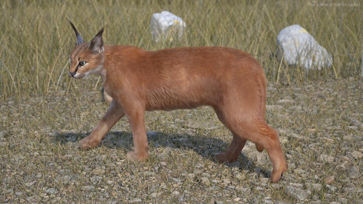 3D Caracal Cat Walking Pose Fur model