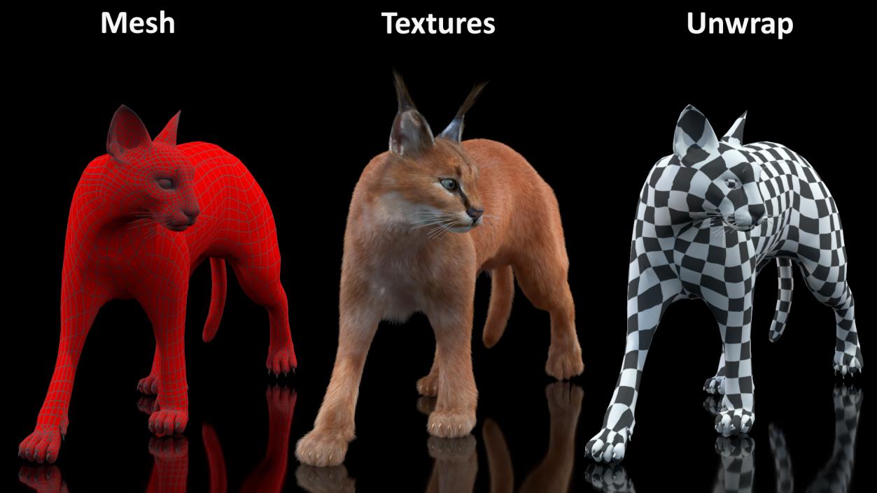 3D Caracal Cat Walking Pose Fur model