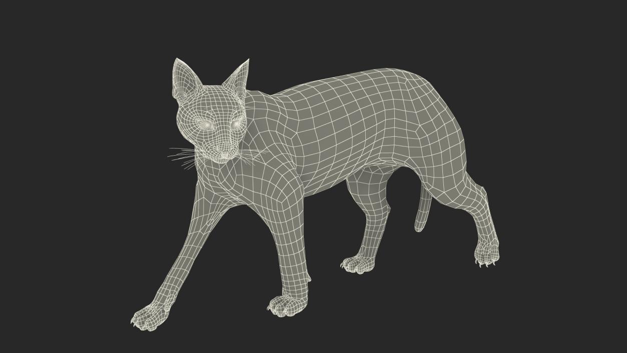 3D Caracal Cat Walking Pose Fur model