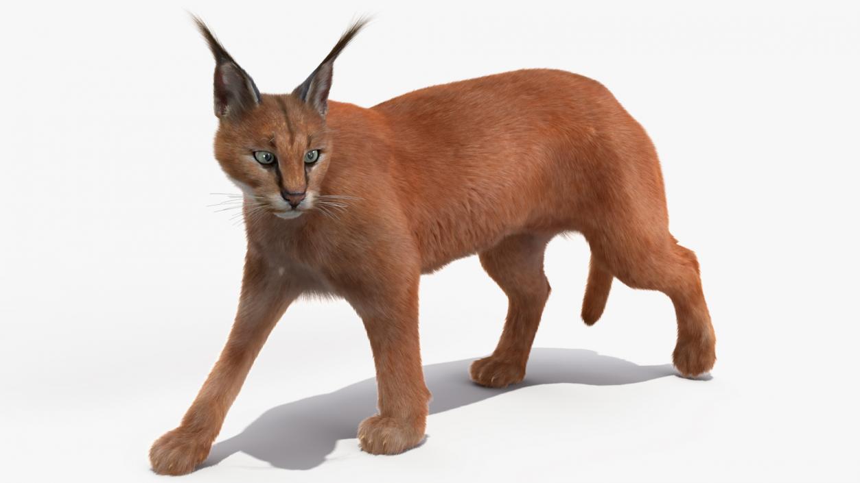 3D Caracal Cat Walking Pose Fur model