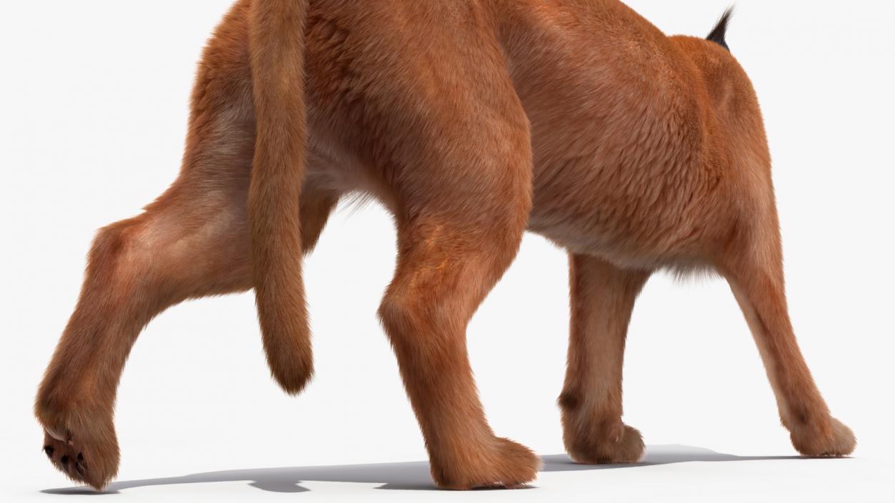 3D Caracal Cat Walking Pose Fur model