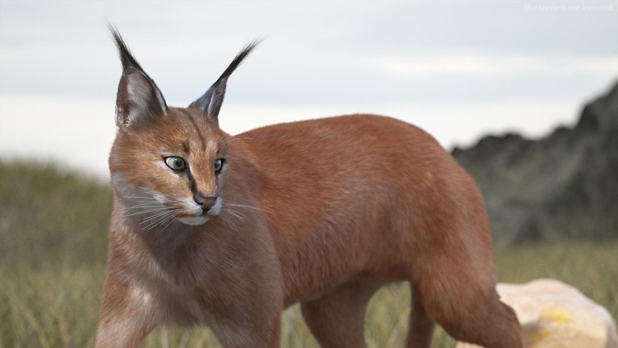 3D Caracal Cat Walking Pose Fur model