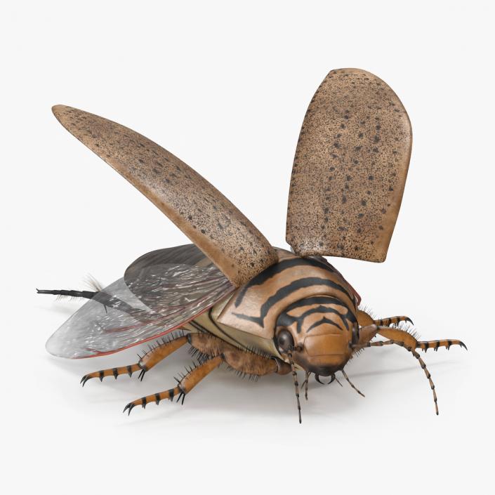 3D Insect Water Beetle Beige Rigged for Maya