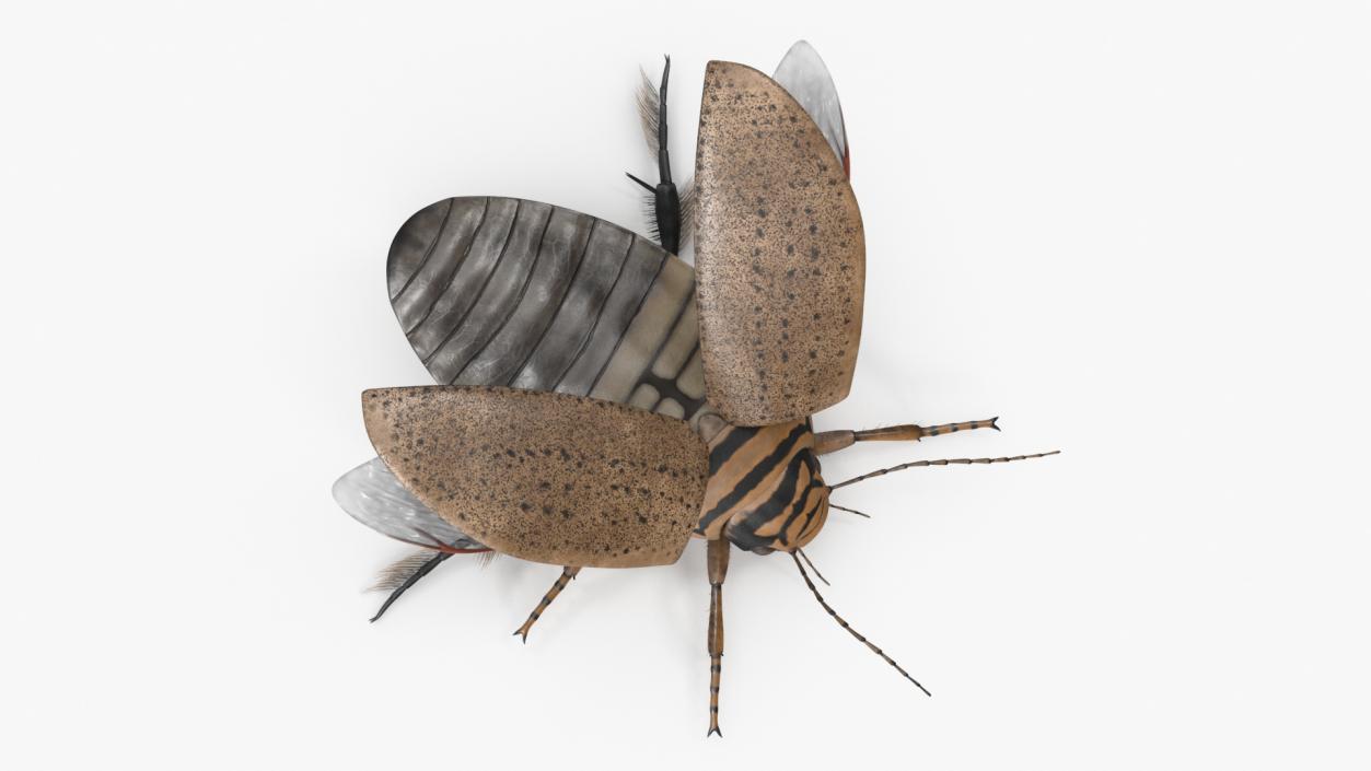 3D Insect Water Beetle Beige Rigged for Maya