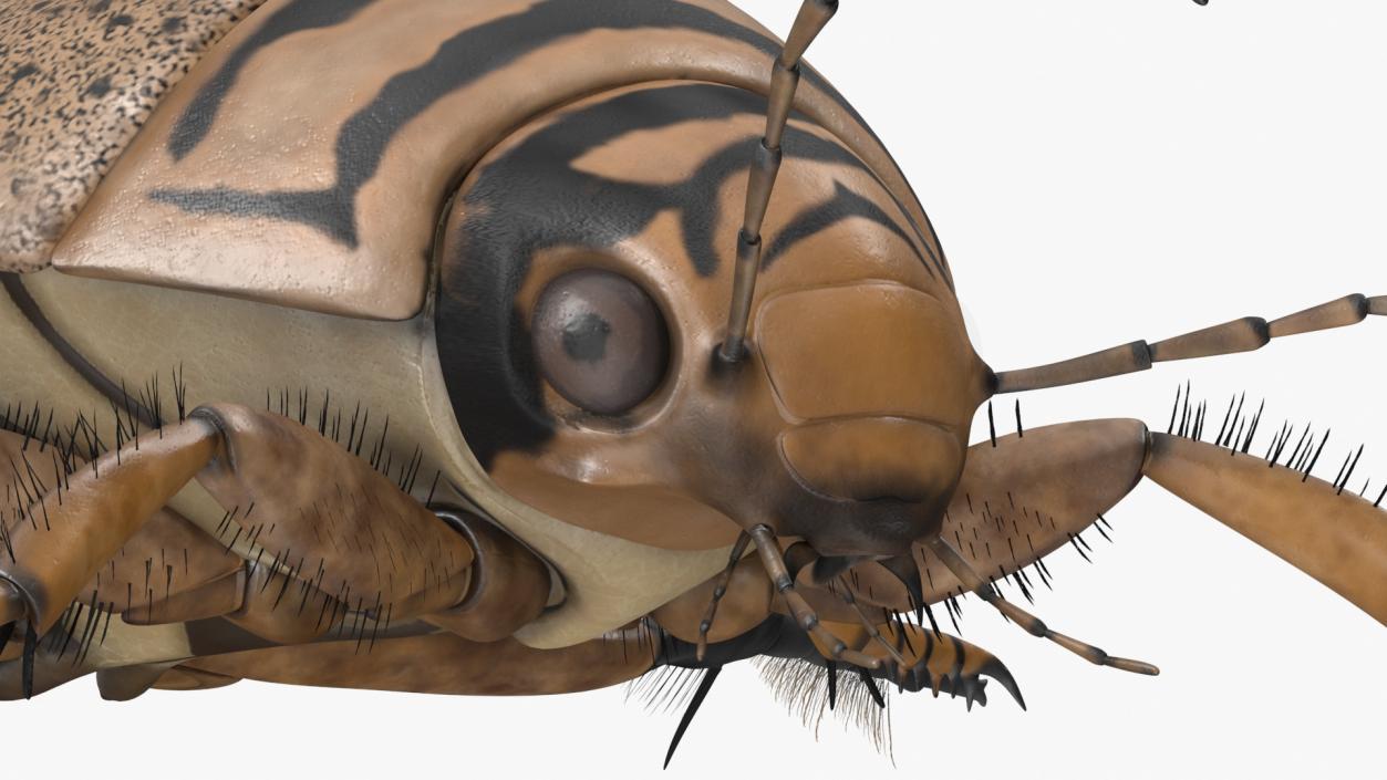 3D Insect Water Beetle Beige Rigged for Maya