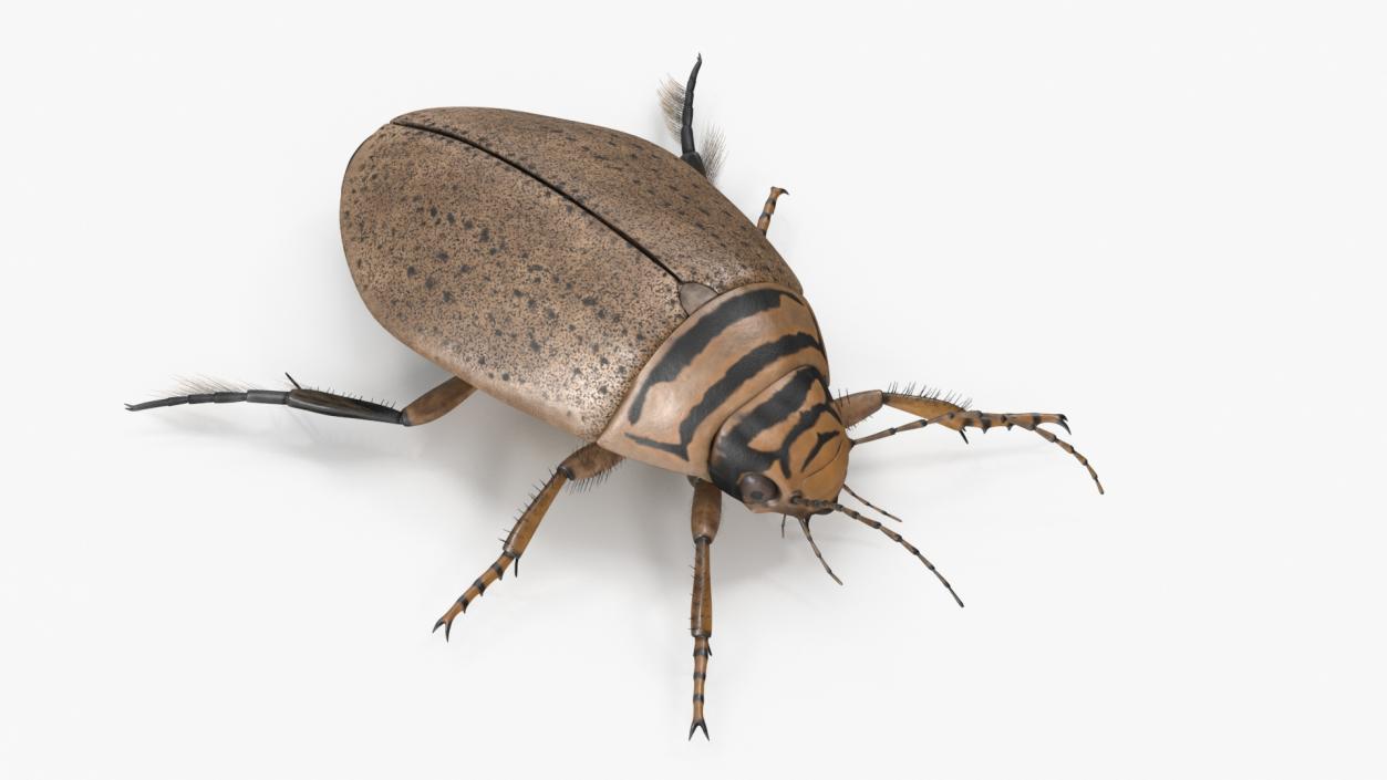 3D Insect Water Beetle Beige Rigged for Maya