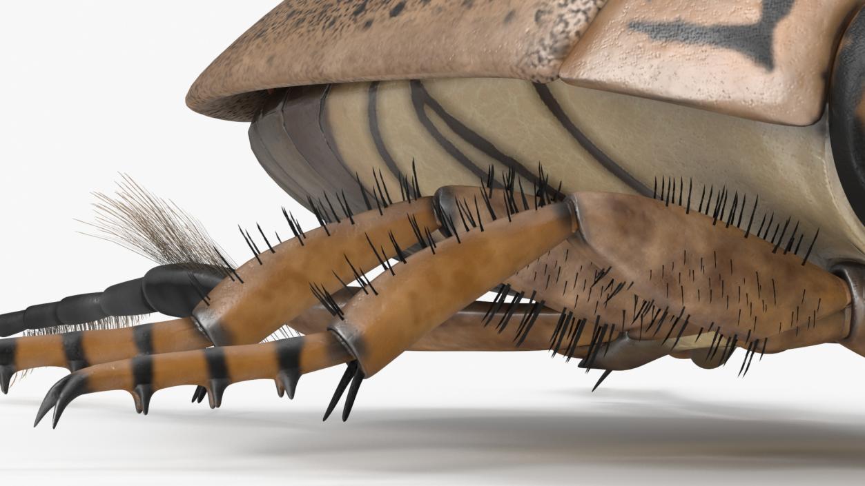 3D Insect Water Beetle Beige Rigged for Maya