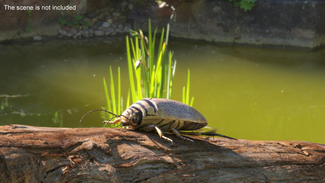 3D Insect Water Beetle Beige Rigged for Maya