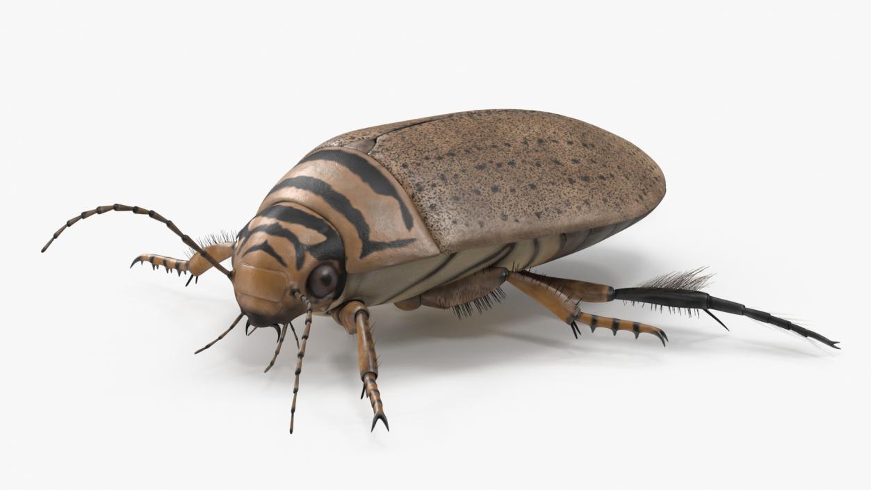 3D Insect Water Beetle Beige Rigged for Maya