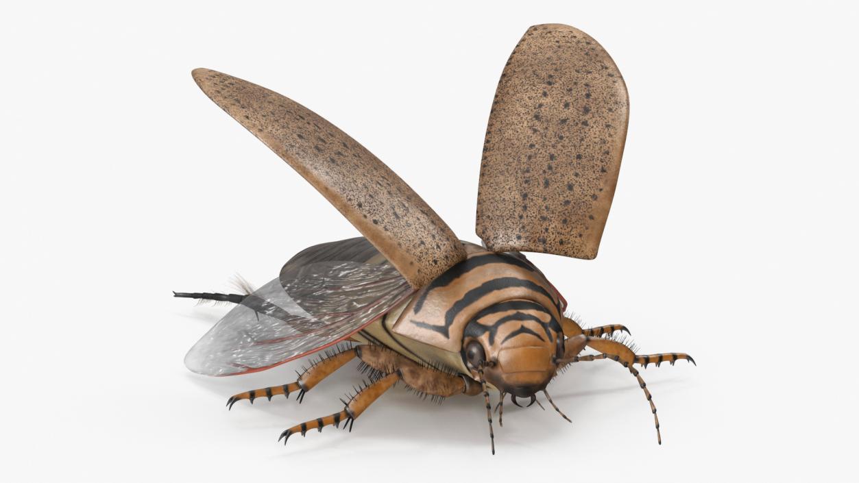 3D Insect Water Beetle Beige Rigged for Maya