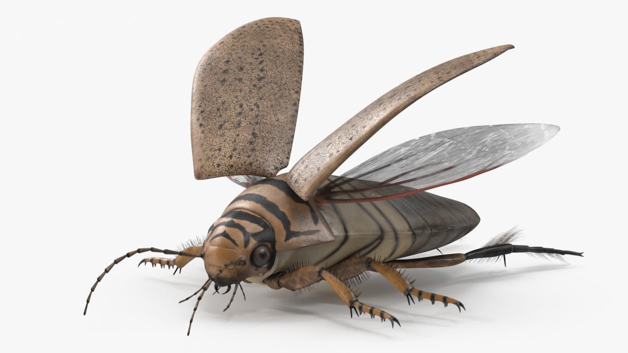 3D Insect Water Beetle Beige Rigged for Maya