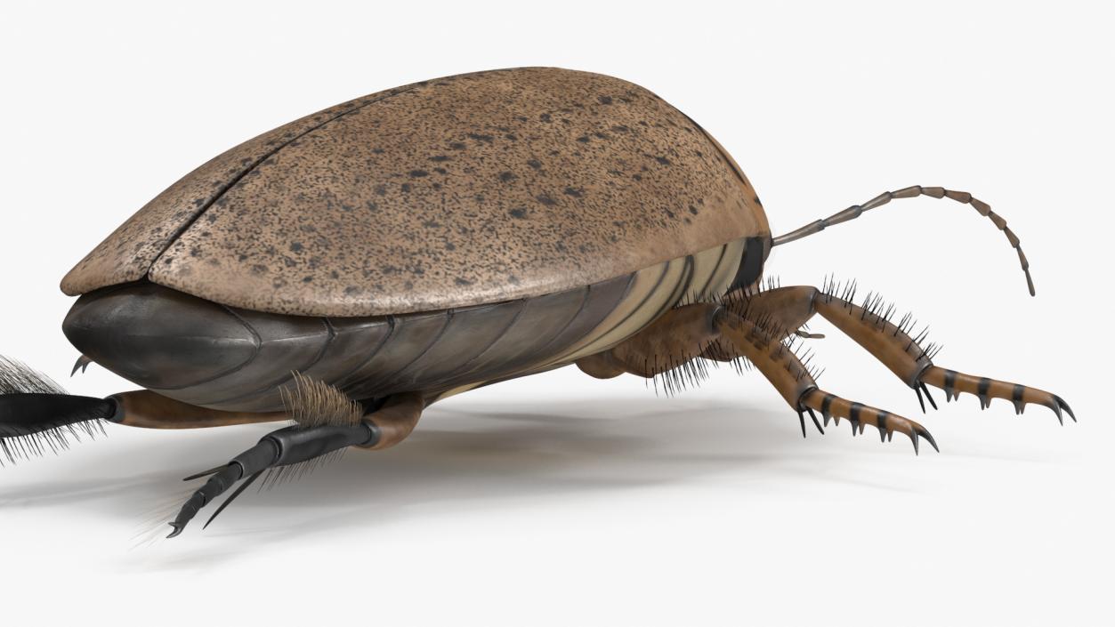 3D Insect Water Beetle Beige Rigged for Maya