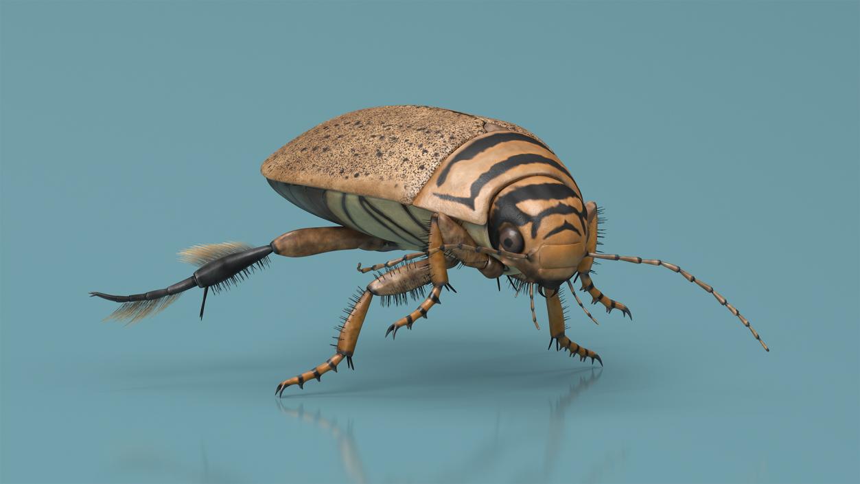 3D Insect Water Beetle Beige Rigged for Maya