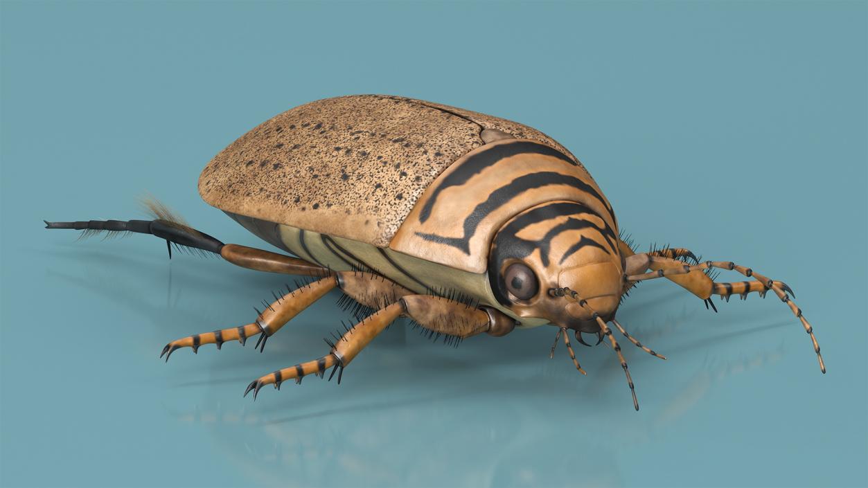 3D Insect Water Beetle Beige Rigged for Maya