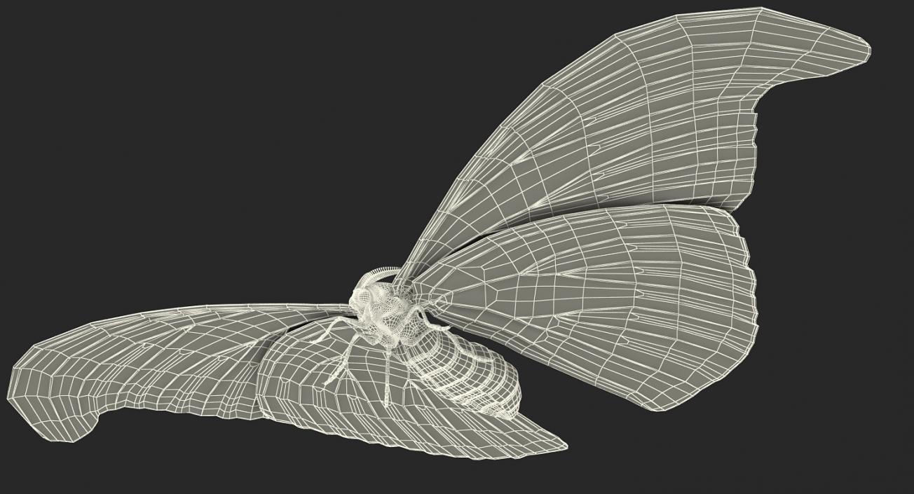 3D model Atlas Moth