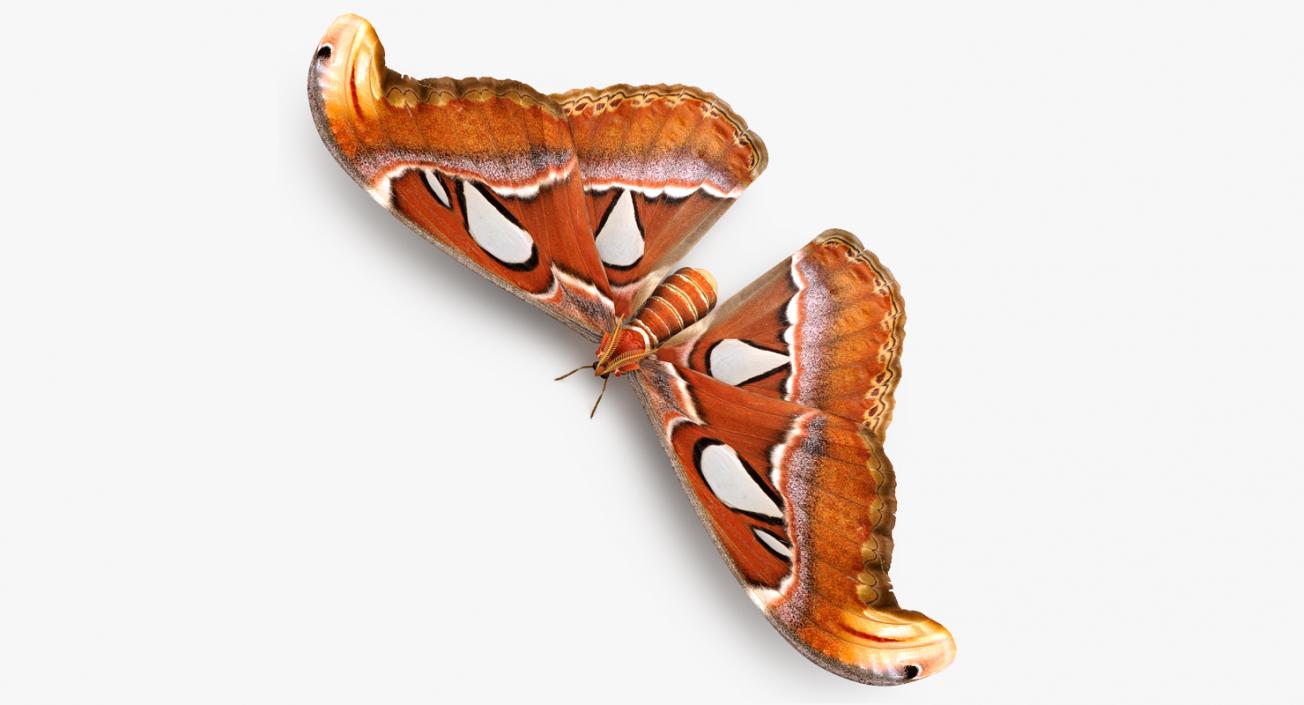 3D model Atlas Moth