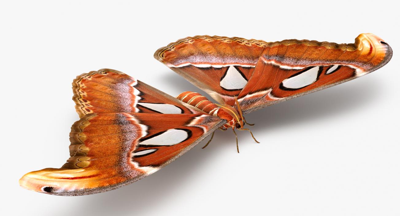 3D model Atlas Moth