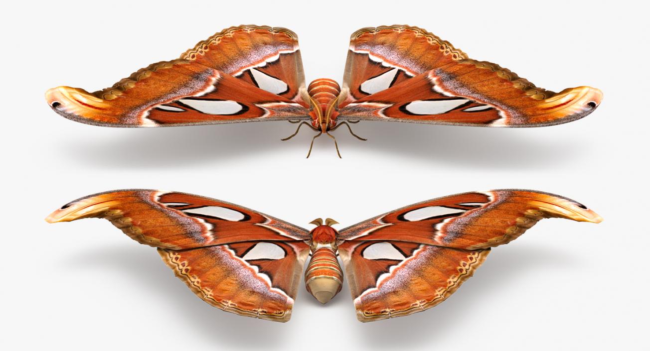 3D model Atlas Moth