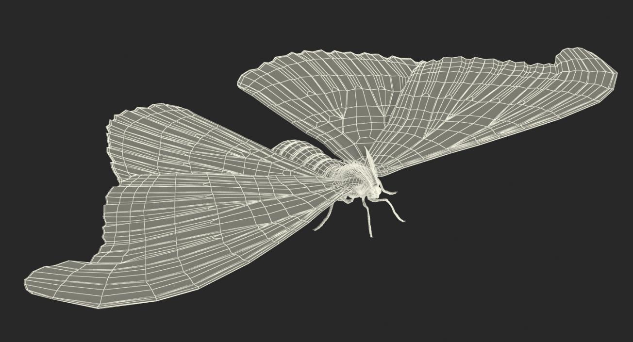 3D model Atlas Moth