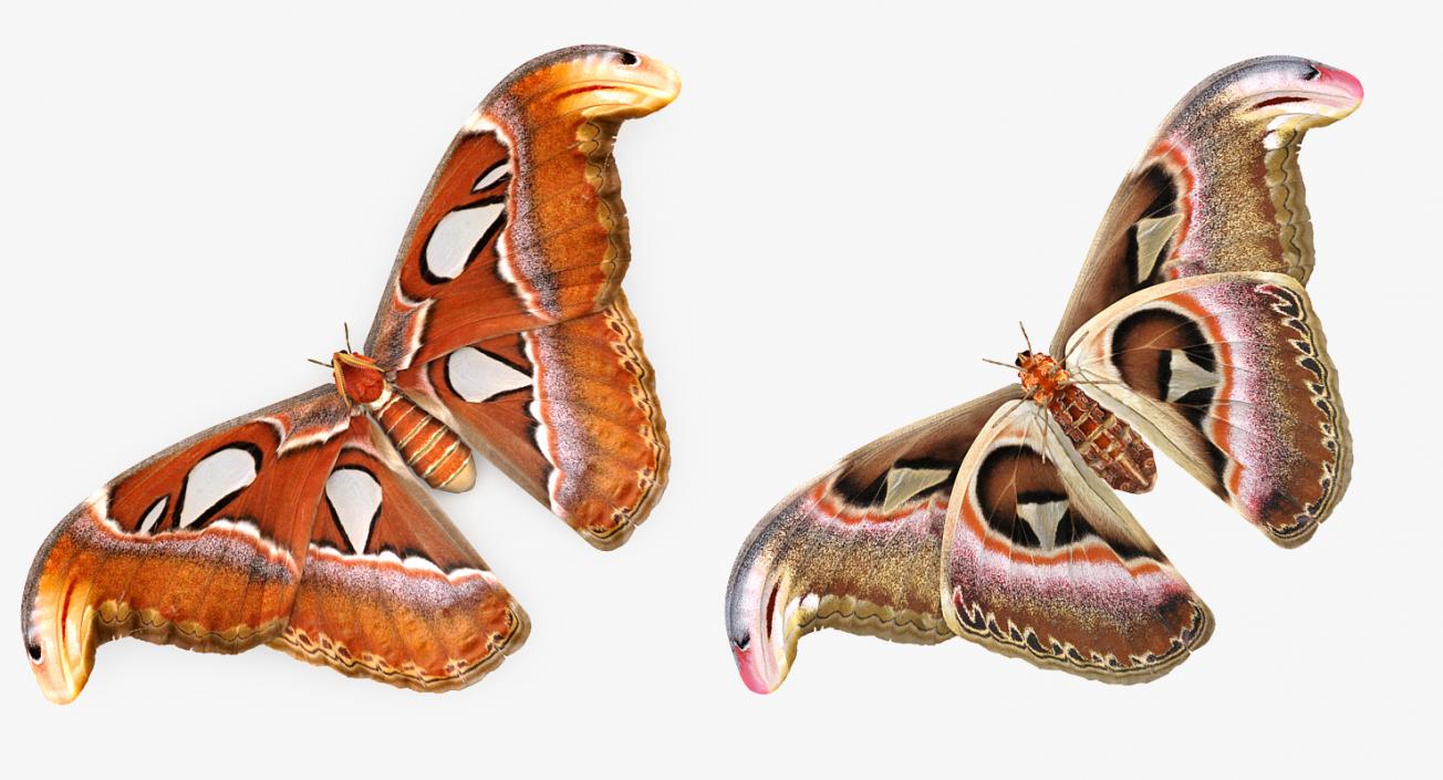 3D model Atlas Moth