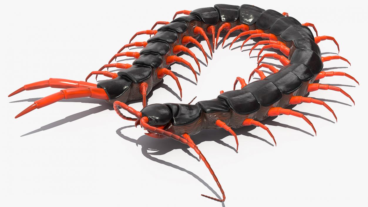 Red Scolopendra Subspinipes 3D