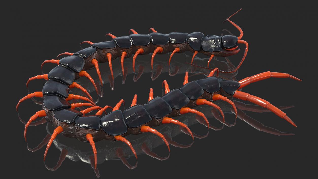 Red Scolopendra Subspinipes 3D