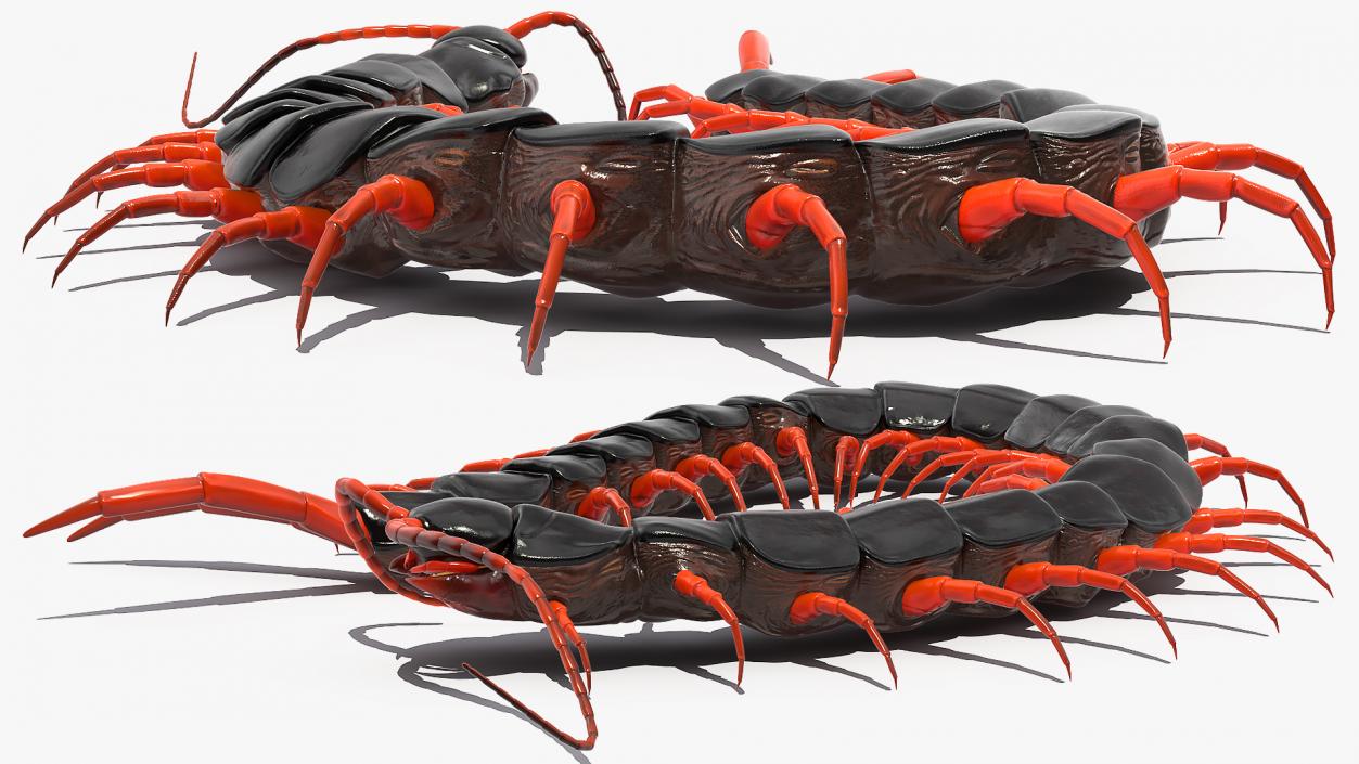 Red Scolopendra Subspinipes 3D