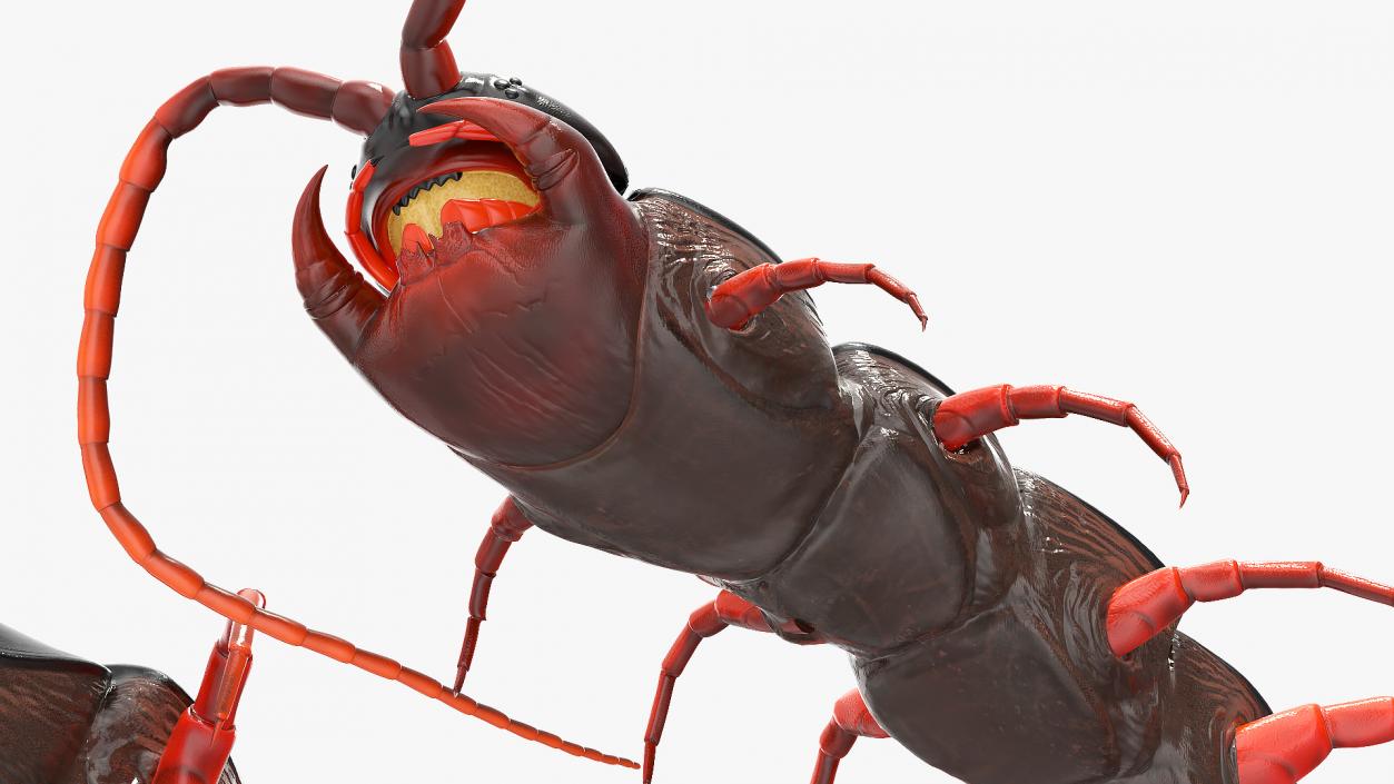 Red Scolopendra Subspinipes 3D