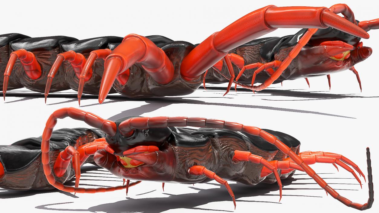 Red Scolopendra Subspinipes 3D