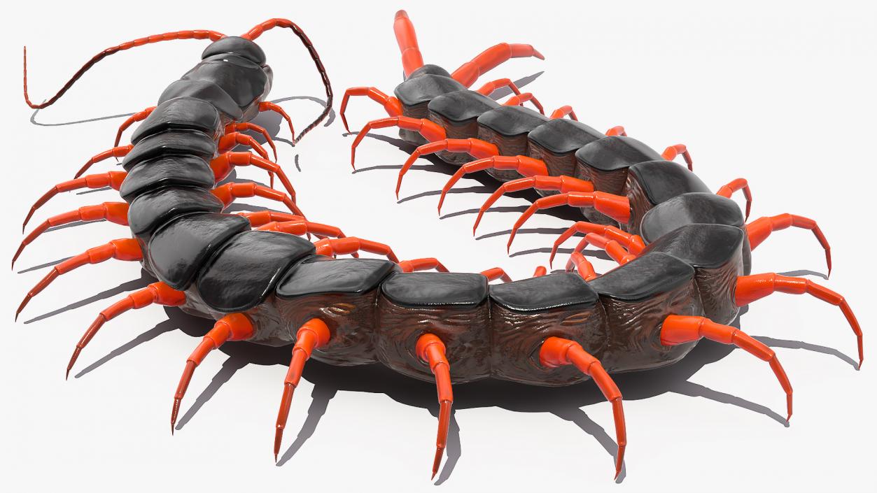 Red Scolopendra Subspinipes 3D