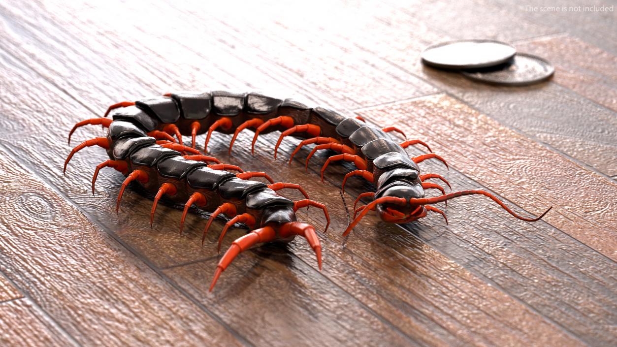 Red Scolopendra Subspinipes 3D