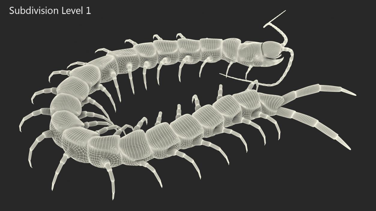 Red Scolopendra Subspinipes 3D