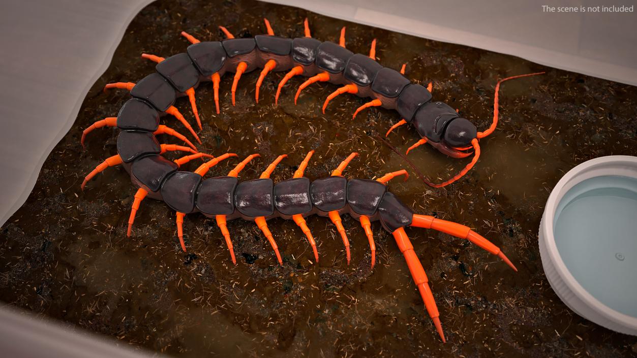 Red Scolopendra Subspinipes 3D