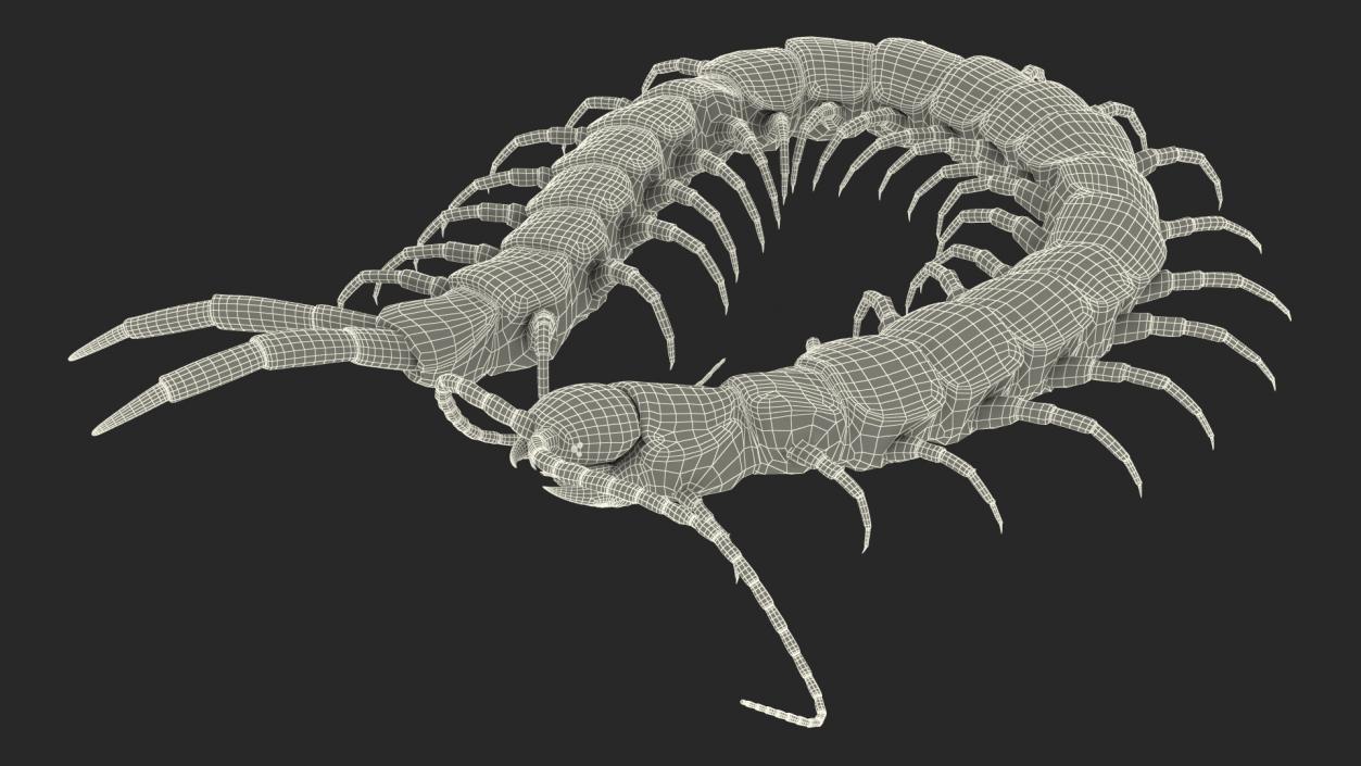 Red Scolopendra Subspinipes 3D