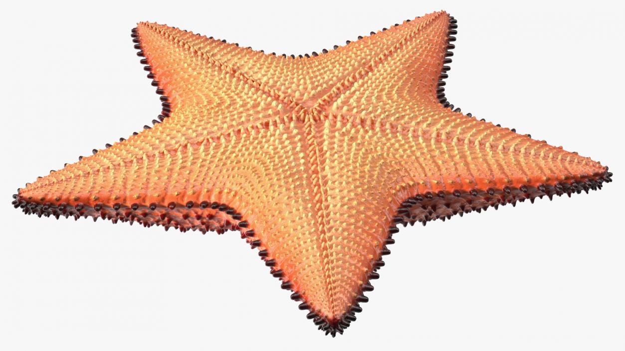 3D Starfish Dark model