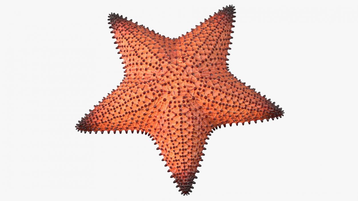 3D Starfish Dark model